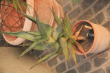 Aloe ferox RCP6-2020 (20).JPG